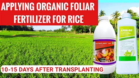 best foliar fertilizer in the philippines|Rice .
